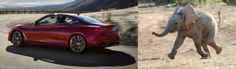 Illustration for article titled I have discovered Infiniti's styling inspiration: elephant ears!